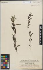 Foto von Salix purpurea L.